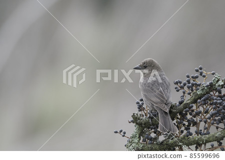 Bay winged Cowbird Bay winged Cowbird 85599696