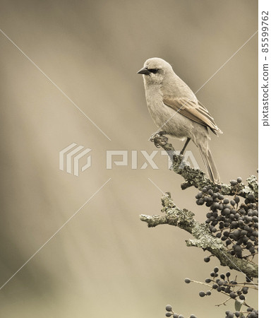 Bay winged Cowbird Bay winged Cowbird 85599762