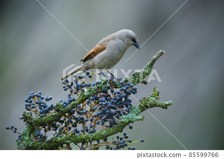 Bay winged Cowbird Bay winged Cowbird 85599766