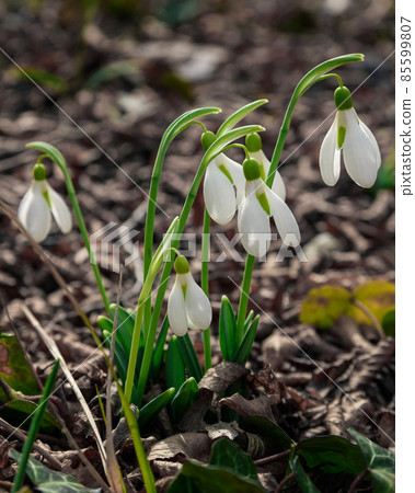First spring snowdrops in the wild. Flowers of Galanthus First spring snowdrops in the wild. Flowers of Galanthus 85599807
