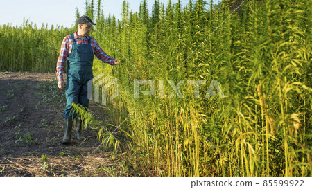 Caucasian middle aged male farmer checking industrial hemp stalks at field sunset time 85599922