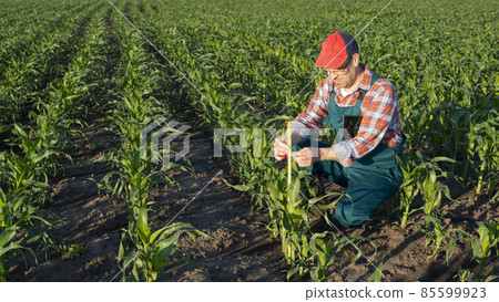 Middle age male caucasian maize farmer with tape measure and tablet computer kneeled for inspection corn stalks 85599923