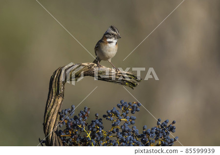 Rufous collared Sparrow, Pampas, Patagonia, Argentina 85599939