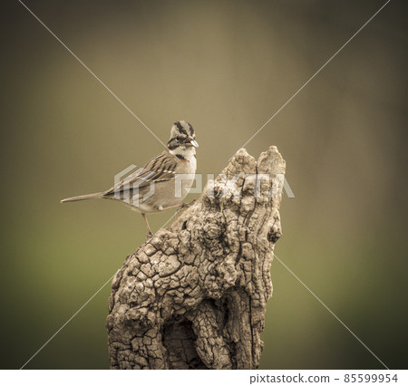 Rufous collared Sparrow, Pampas, Patagonia, Argentina Rufous collared Sparrow, Pampas, Patagonia, Argentina 85599954
