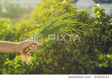 Bunch of Green onions in a hand of a man with a splashes of water in air. 85600014