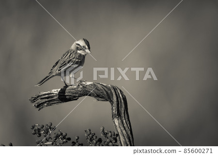 Rufous collared Sparrow, Pampas, Patagonia, Argentina 85600271