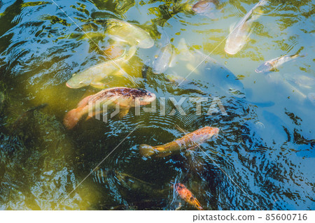 Smooth rocks and pond on a tropical forest background 85600716