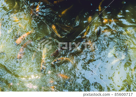 Many of catfishes in pond. Many of catfishes in pond. 85600717