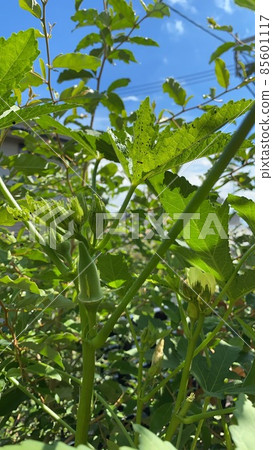 Pests on okra Pests on okra 85601117