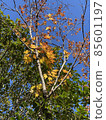 Autumn leaves and blue sky 85601197
