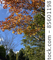 Autumn leaves 85601198
