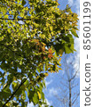Autumn leaves 85601199
