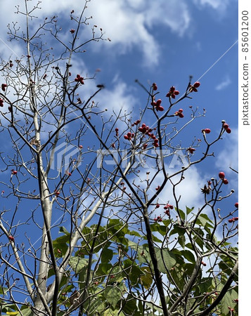 Red fruit and blue sky Red fruit and blue sky 85601200