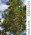 red nut 85601201