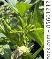 Pests on okra 85601212