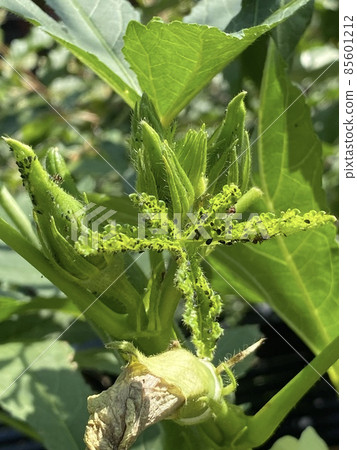 Pests on okra 85601212