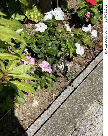 Sunflower and swallowtail butterfly Sunflower and swallowtail butterfly 85601218