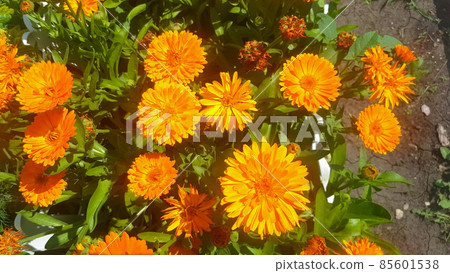 orange calendula flowers in a light wind on a sunny day against a background of green grass. Close-up orange calendula flowers in a light wind on a sunny day against a background of green grass. Close-up 85601538