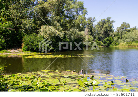 Beautiful lake on summer Beautiful lake on summer 85601711