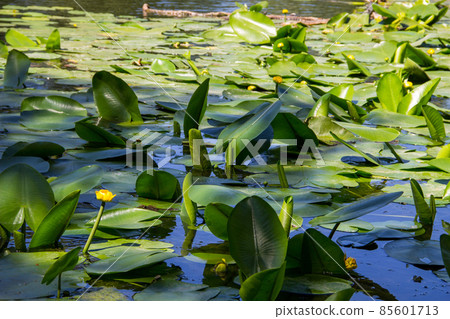 Yellow water flowers (Nuphar Lutea) 85601713