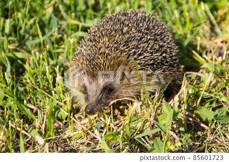 Young prickly hedgehog in green grass 85601723