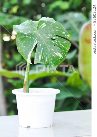 Monstera, Herricane plant or Swiss cheese plant or Monstera thai constellation Monstera, Herricane plant or Swiss cheese plant or Monstera thai constellation 85602124