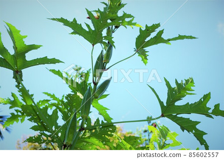 Young green okra on tree in vegetable garden Young green okra on tree in vegetable garden 85602557