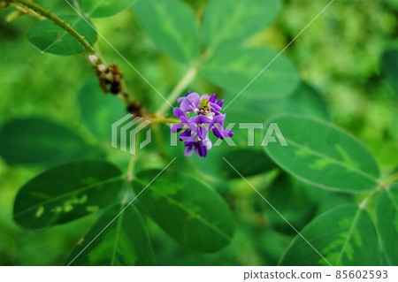 Flower of Desmodium heterocarpon 85602593