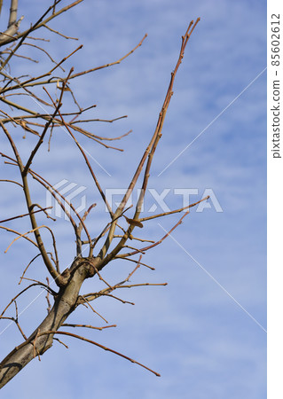 Caucasian lime 85602612