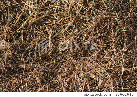 Eastern white pine 85602616