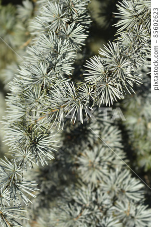 Blue atlas cedar 85602623