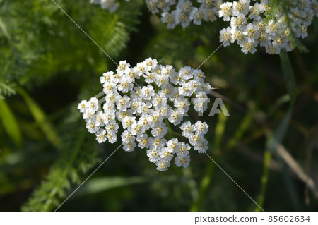 Common Yarrow 85602634