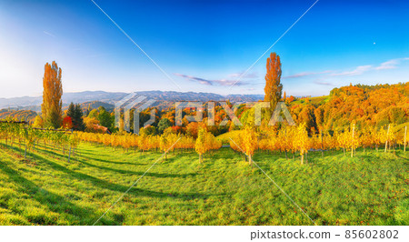 Splendid vineyards landscape in South Styria near Gamlitz. 85602802