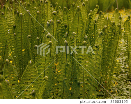 bizarre fern in sunlight bizarre fern in sunlight 85603195