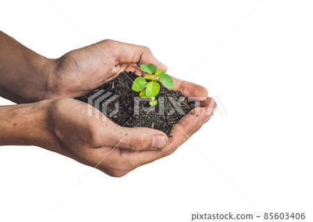 Hands holding young green plant, Isolated on white. The concept of ecology, environmental protection 85603406