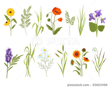 Meadow blossom flowers, field plants and medicinal wild herbs. Hay and cotton grass, gaillardia, sedge and sunflower. Wildflower vector set Meadow blossom flowers, field plants and medicinal wild herbs. Hay and cotton grass, gaillardia, sedge and sunflower. Wildflower vector set 85603499