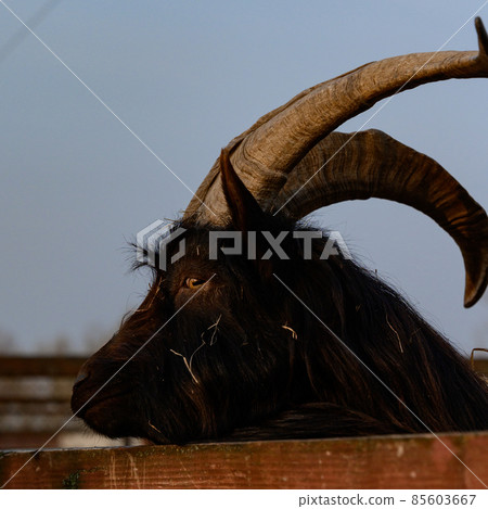 Welsh goat with large and sharp horns, a zoo with unusual animals. Welsh goat with large and sharp horns, a zoo with unusual animals. 85603667