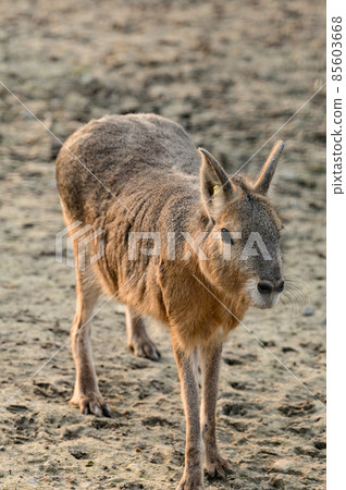 Dolichotis patagonum in the zoo, an animal of the genus Rodent. 85603668