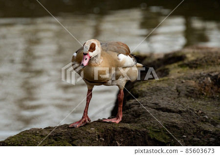 Duck at the local zoo near the pond. Duck at the local zoo near the pond. 85603673