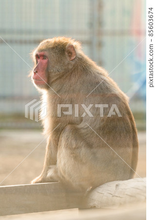 Japanese macaques and their life in a zoo, primates in a cage. 85603674