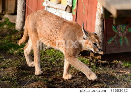 Close up of a caracal, a rare species of cat. 85603682
