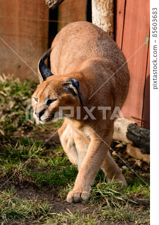 Close up of a caracal, a rare species of cat. Close up of a caracal, a rare species of cat. 85603683
