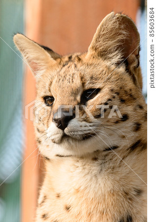 Serval cat in the Ukrainian zoo, a rare species of cat. 85603684