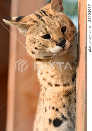 Serval cat in the Ukrainian zoo, a rare species of cat. 85603687