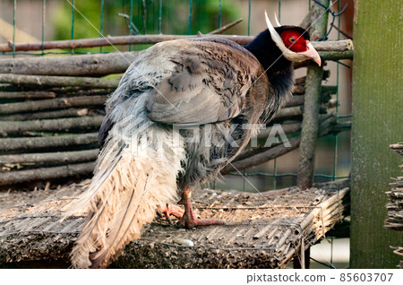 Eared blue pheasant close up, pheasant in a cage, ornithology and zoo. 85603707