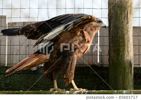 steppe buzzard of a number of falcons, a Red Book bird that lives in mountainous and steppe areas. 85603717