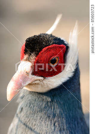 Eared blue pheasant close up, pheasant in a cage, ornithology and zoo. 85603723