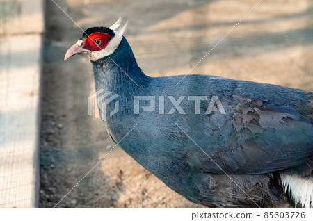 Eared blue pheasant close up, pheasant in a cage, ornithology and zoo. 85603726