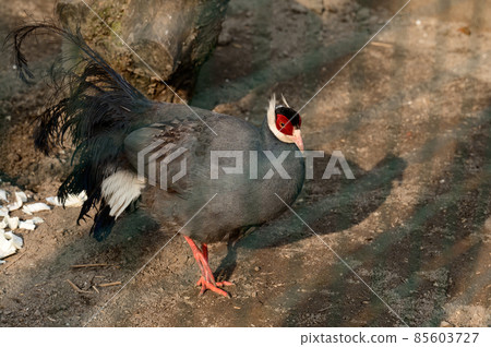 Eared blue pheasant close up, pheasant in a cage, ornithology and zoo. Eared blue pheasant close up, pheasant in a cage, ornithology and zoo. 85603727