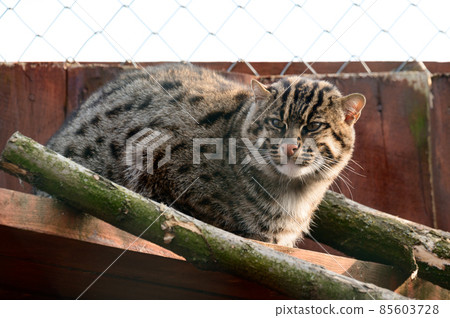 Red book animal cat fisherman, endangered species of cats predators. Red book animal cat fisherman, endangered species of cats predators. 85603728